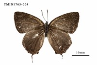 藏品(阿里山鐵灰蝶)的圖片